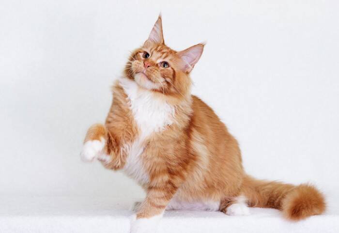 『平均寿命が短い』傾向にある猫種5選　かかりやすい病気や健康管理のポイントも解説