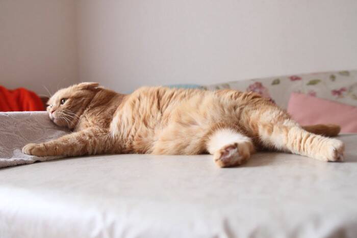 『平均寿命が短い』傾向にある猫種5選　かかりやすい病気や健康管理のポイントも解説