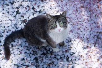 猫につける『和風の名前』を考えるときのヒント5選　どんな名前が人気？名付けのコツも解説