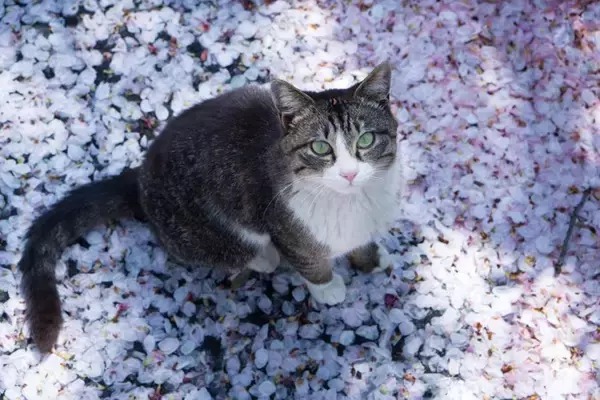 猫につける『和風の名前』を考えるときのヒント5選　どんな名前が人気？名付けのコツも解説