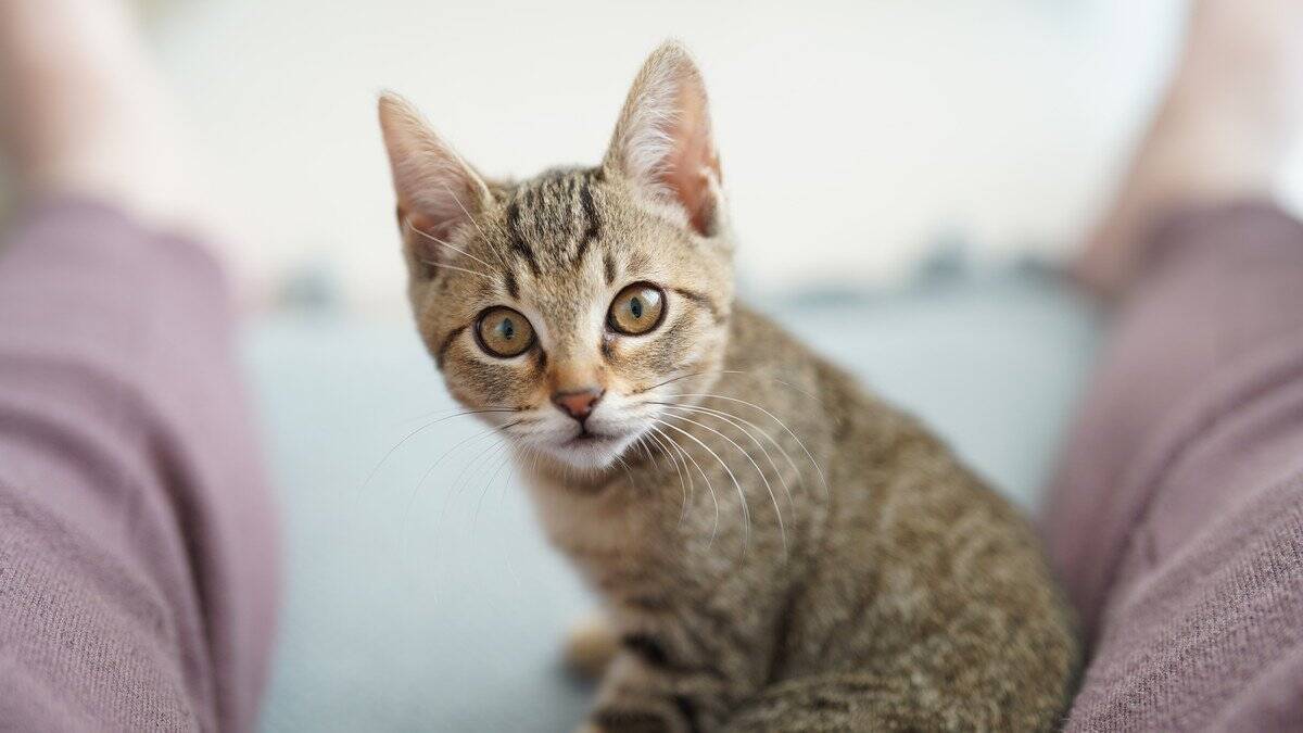 猫につける『和風の名前』を考えるときのヒント5選　どんな名前が人気？名付けのコツも解説