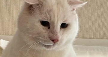 元野良猫を『動物病院』に連れて行こうとした結果→キャリーへの移動に失敗して…思わず笑ってしまう光景に「必死なのが伝わるｗ」「可愛いｗ」