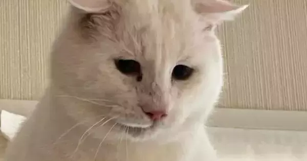 元野良猫を『動物病院』に連れて行こうとした結果→キャリーへの移動に失敗して…思わず笑ってしまう光景に「必死なのが伝わるｗ」「可愛いｗ」