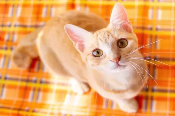 猫が声を出さずに鳴く『サイレントニャー』をする理由3つ　込められている意味や応えるときのポイントまで