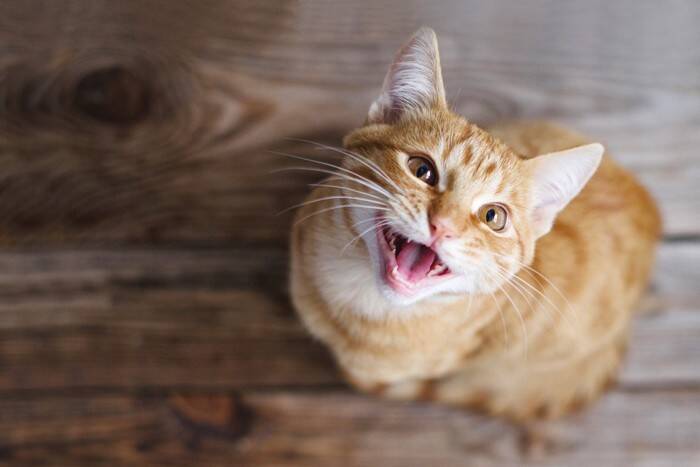 猫が声を出さずに鳴く『サイレントニャー』をする理由3つ　込められている意味や応えるときのポイントまで