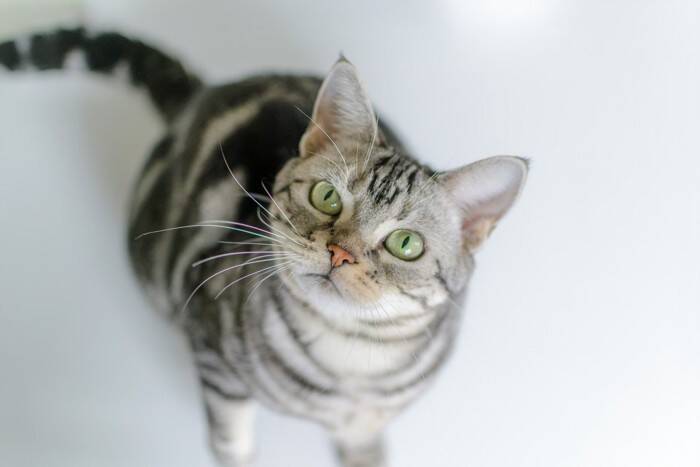 猫が声を出さずに鳴く『サイレントニャー』をする理由3つ　込められている意味や応えるときのポイントまで
