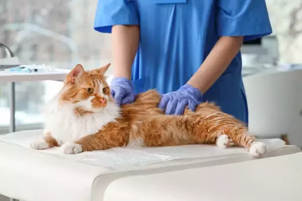 猫がかかる『治療費が高くなりやすい』病気5選　愛猫の健康を守るために準備したいこと
