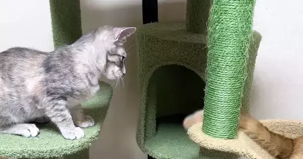 子猫たちのもとにやってきた先輩猫→『しっぽ』に子猫たちが夢中になって…微笑ましい様子に「さすがベテランのしっぽｗ」「頼りになる兄貴」