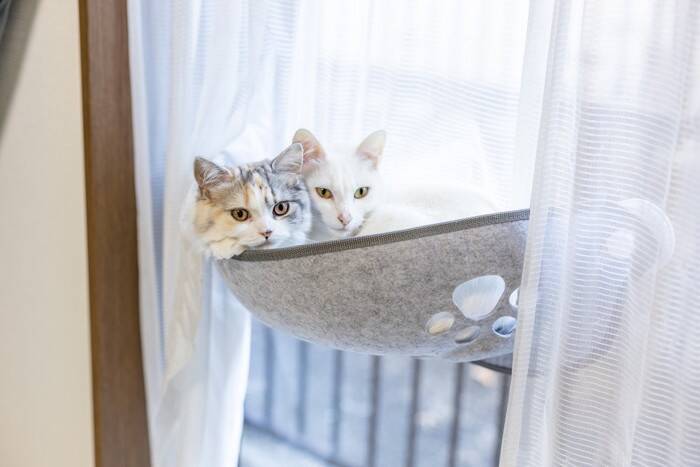 なんか愛猫と『よく目が合うとき』の理由3選　監視されている！？何か言いたいことでも？