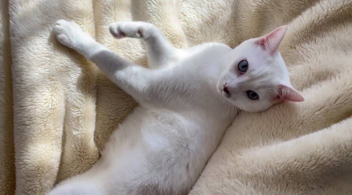 熟睡している猫の『名前を呼んでみた』結果…予想外すぎる『まさかの反応』が83万再生「愛情が溢れてる」「言葉にできないほど可愛い」