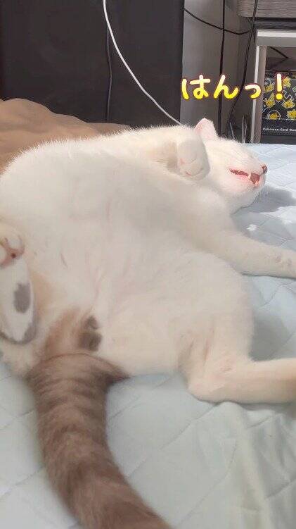 熟睡している猫の『名前を呼んでみた』結果…予想外すぎる『まさかの反応』が83万再生「愛情が溢れてる」「言葉にできないほど可愛い」