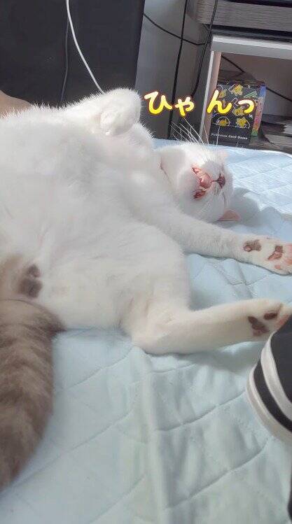 熟睡している猫の『名前を呼んでみた』結果…予想外すぎる『まさかの反応』が83万再生「愛情が溢れてる」「言葉にできないほど可愛い」