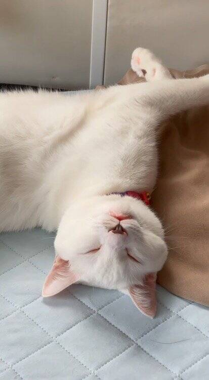 熟睡している猫の『名前を呼んでみた』結果…予想外すぎる『まさかの反応』が83万再生「愛情が溢れてる」「言葉にできないほど可愛い」