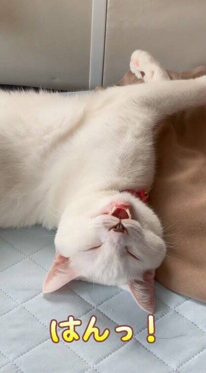 熟睡している猫の『名前を呼んでみた』結果…予想外すぎる『まさかの反応』が83万再生「愛情が溢れてる」「言葉にできないほど可愛い」