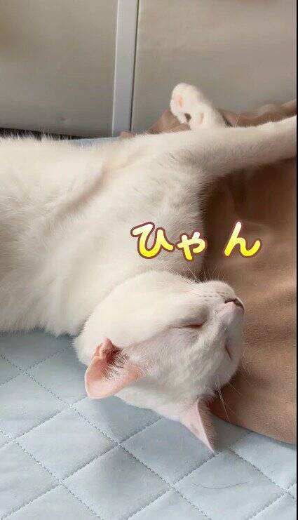 熟睡している猫の『名前を呼んでみた』結果…予想外すぎる『まさかの反応』が83万再生「愛情が溢れてる」「言葉にできないほど可愛い」