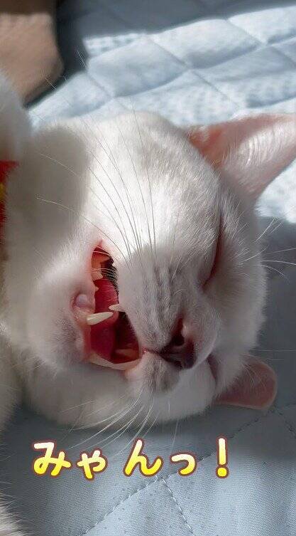 熟睡している猫の『名前を呼んでみた』結果…予想外すぎる『まさかの反応』が83万再生「愛情が溢れてる」「言葉にできないほど可愛い」