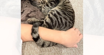 飼い主さんと一緒にいたい『甘えん坊な猫』→しっぽを使って…『愛おしすぎる瞬間』に2万いいね「トイレにも行けないね」「たまらん」