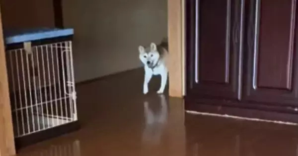 いつもと違う時間に飼い主が帰宅してきたら、『柴犬と猫』は…可愛すぎる『2匹の反応』が248万再生「戻れないねｗ」「キュンときた」
