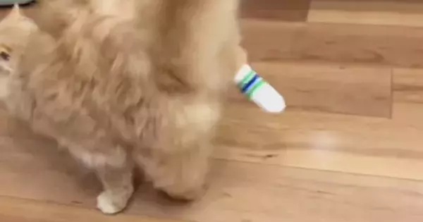 靴下をはいていた猫→脱ごうとして…飼い主爆笑の『まさかの瞬間』が960万表示「2秒くらいで草」「何度も見たくなるｗ」とSNSで反響