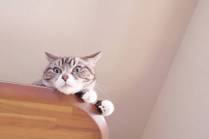 猫を『乗らないでほしい場所』に近寄らせない方法6つ　効果的な対策からしつけ方のコツまで