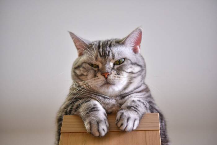 猫を『乗らないでほしい場所』に近寄らせない方法6つ　効果的な対策からしつけ方のコツまで