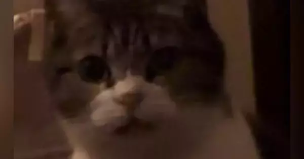 夜、布団の前にやってきた猫→『一緒に寝る？』と聞いてみた結果…まさかの展開が215万再生「何回も見ちゃったｗ」「会話してて可愛い」