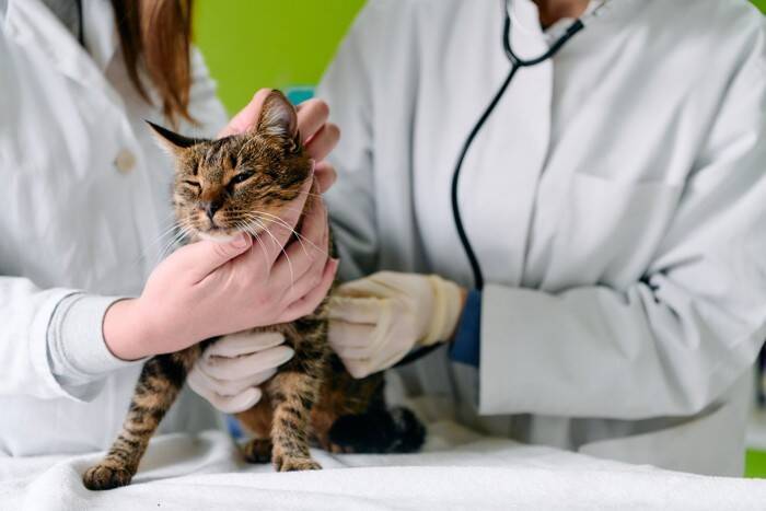 猫が『頭をぶつけた』ときの注意点3つ　危険なトラブルの可能性や適切な対処法