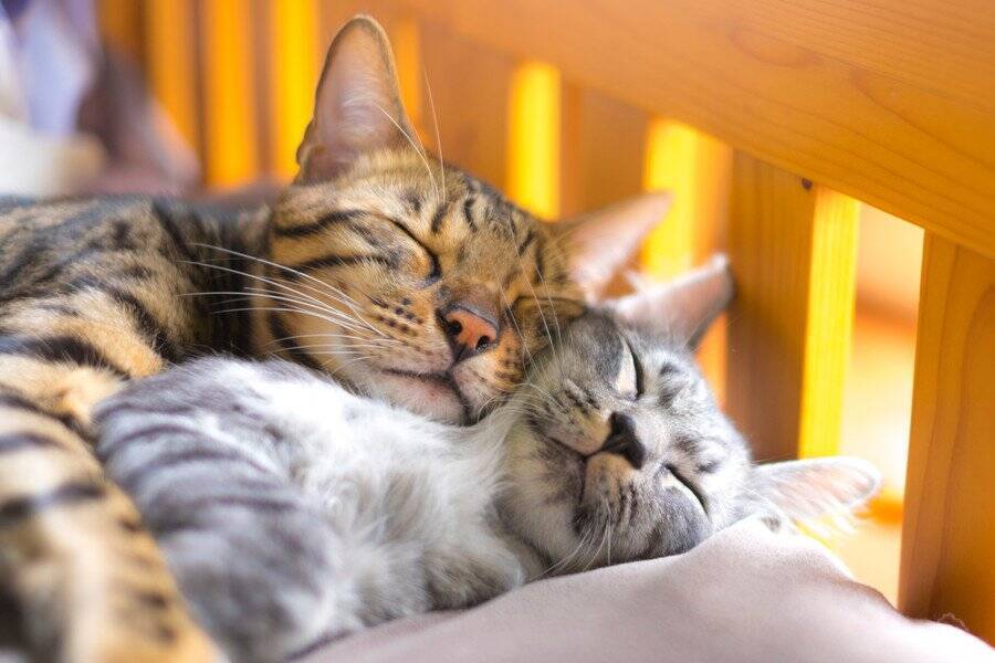 「姉猫の危機！」ペットカメラで異変を訴えた子猫の機転で、閉じ込められた猫を無事救出　アイルランド