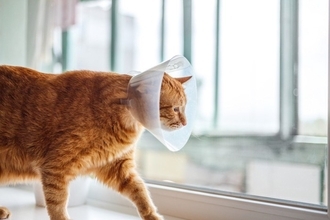 猫との生活を支えてくれる『助成金』5選　知っておきたい内容や活用するときの注意点