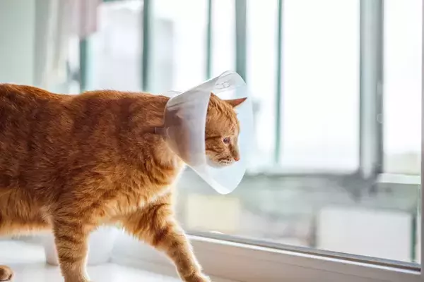 猫との生活を支えてくれる『助成金』5選　知っておきたい内容や活用するときの注意点
