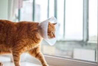 猫との生活を支えてくれる『助成金』5選　知っておきたい内容や活用するときの注意点
