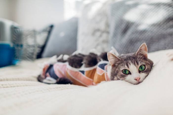猫との生活を支えてくれる『助成金』5選　知っておきたい内容や活用するときの注意点