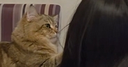 宿題中の女の子にかまってほしい猫→肩をトントンと叩いて…たまらなく可愛い『健気な様子』が40万再生「いい関係だね」「全部が愛おしい」