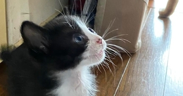 目をまん丸にして『見上げる子猫』→視線の先にいたのは……可愛すぎる瞬間に２万いいね「ムチムチとパヤパヤの共演」「怪獣だねｗ」と反響