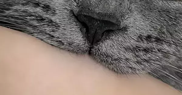 飼い主の手を甘噛みする猫→眠気に襲われると……可愛すぎる『まさかの光景』に６万いいね「ええ顔しとる」「目つきがヤバかわいい」