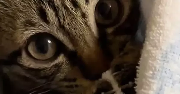 まん丸おめめで飼い主を見つめる子猫…思わずキュンとくる『かわいい仕草』に悶絶の声続出「どうにかなりそう」「あざとい」と12万再生