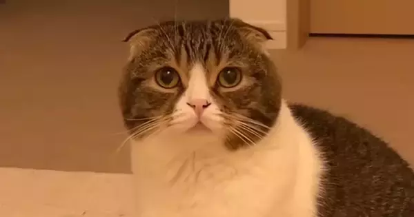 不服そうにしていた猫→『どうしたの？』と聞いてみた結果…まさかの『わかりやすく拗ねる瞬間』が589万再生「人間と同じ」「可愛すぎ」