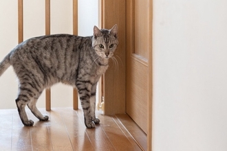 猫が『トイレ』を覗こうとしてくる理由3つ　なぜついてくるの？どう対処したらいい？