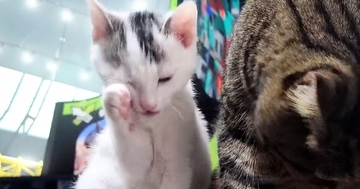 『保護した子猫』を家に連れて帰ったら…先住猫が見せた『まさかの行動』に「なんて尊いんだろう」「優しさは繋がる」と23万表示