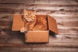 猫が『よく隠すもの』3選　飼い主さんのものやおもちゃ…なぜ隠すの？よく隠す場所は？