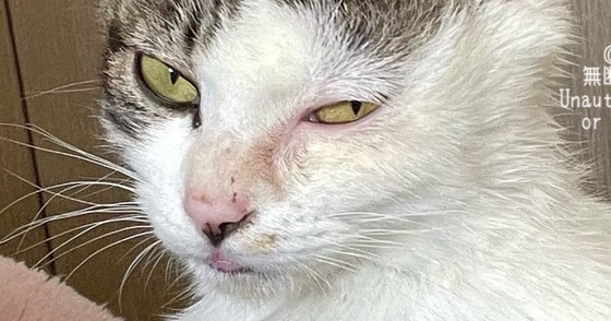 険しい表情をしていた保護子猫→10か月後…別猫のように変貌した『現在の様子』に15万いいね「幸せになったんだね」「愛を感じる」と感動