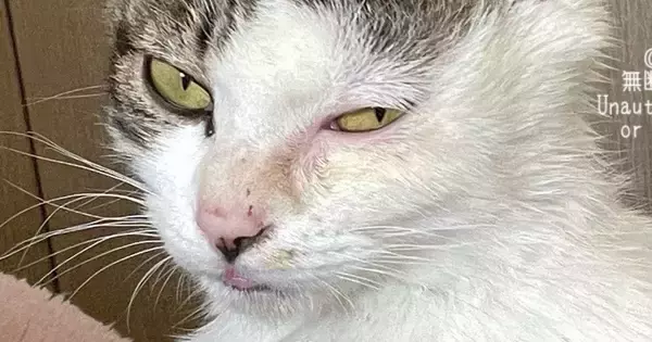 険しい表情をしていた保護子猫→10か月後…別猫のように変貌した『現在の様子』に15万いいね「幸せになったんだね」「愛を感じる」と感動