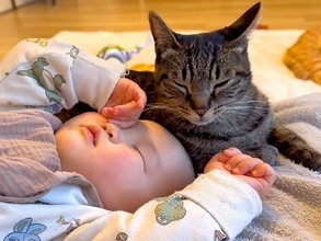 高熱で寝込む赤ちゃん→２匹のネコが心配して…泣けるほど尊い『看病する光景』が13万再生「ホントに優しすぎる」「家族愛にあふれてる」