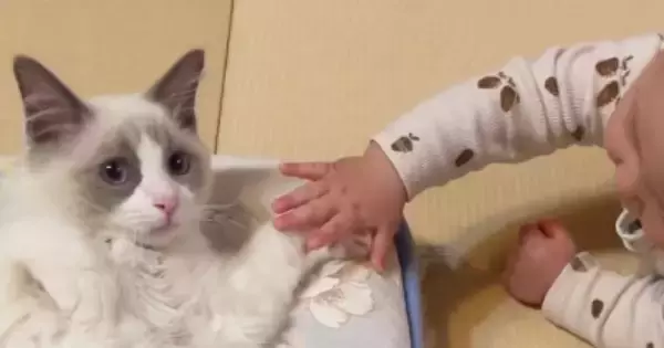 布団の上でくつろいでいた猫→『赤ちゃん』が接近してきた結果…『まさかの展開』が尊すぎると反響「何回も見てしまった」「参加したい」