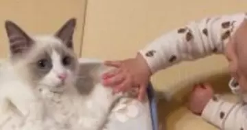 布団の上でくつろいでいた猫→『赤ちゃん』が接近してきた結果…『まさかの展開』が尊すぎると反響「何回も見てしまった」「参加したい」
