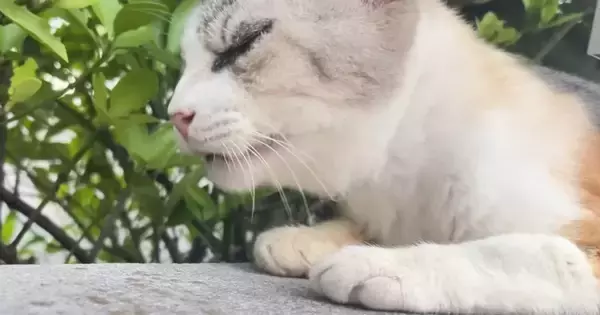 ほとんど動けない状態だった『ガリガリのシニア猫』を保護したら…涙あふれる『1年間の軌跡』に「見つけてもらえたよかった」「号泣した」の声