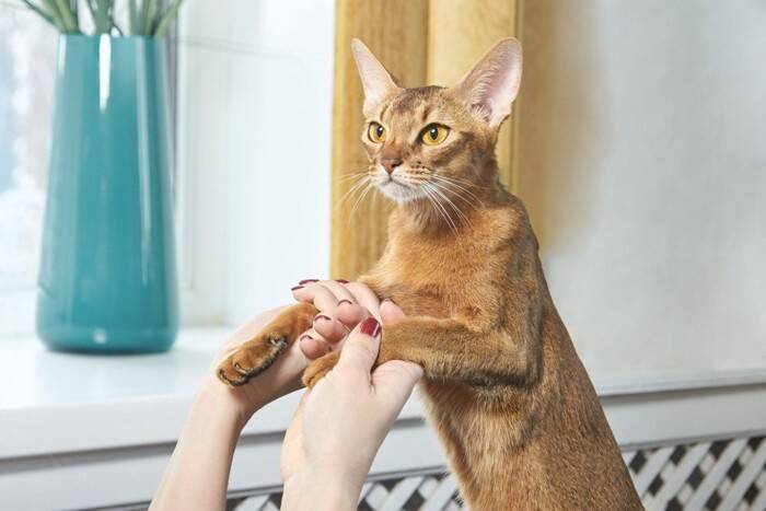 『抜け毛が目立たない』とされている猫種4選　抜けにくい理由からお手入れの方法まで