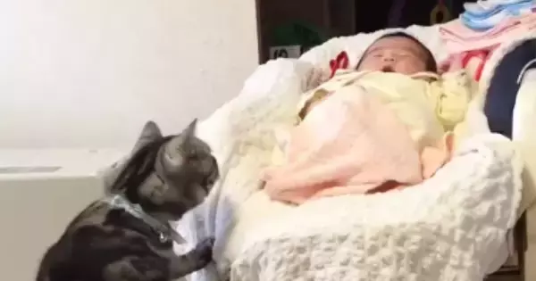 赤ちゃんをやさしく見守る実家の猫→『５年後』、久しぶりに対面すると…心温まる光景が190万再生「本当にいい子」「ウルウルときた」