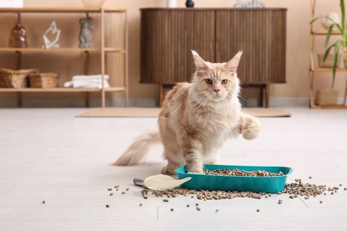 猫がうんちをする時に鳴く『トイレハイ』の原因4つ　行動の意味や注意すべきサインも解説