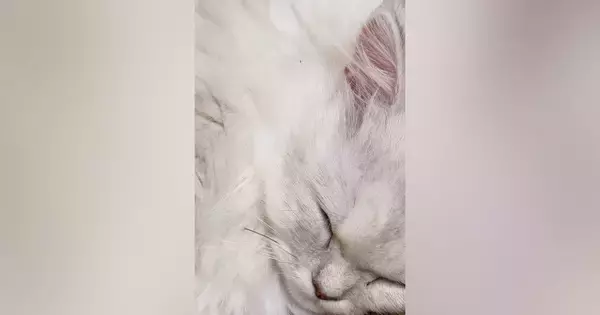 寝ている猫の『ヒゲ』をよーく見てみたら、先っぽが……思わず二度見の『驚きの光景』にSNSで反響「嘘みたいなホントの話に笑ったｗ」